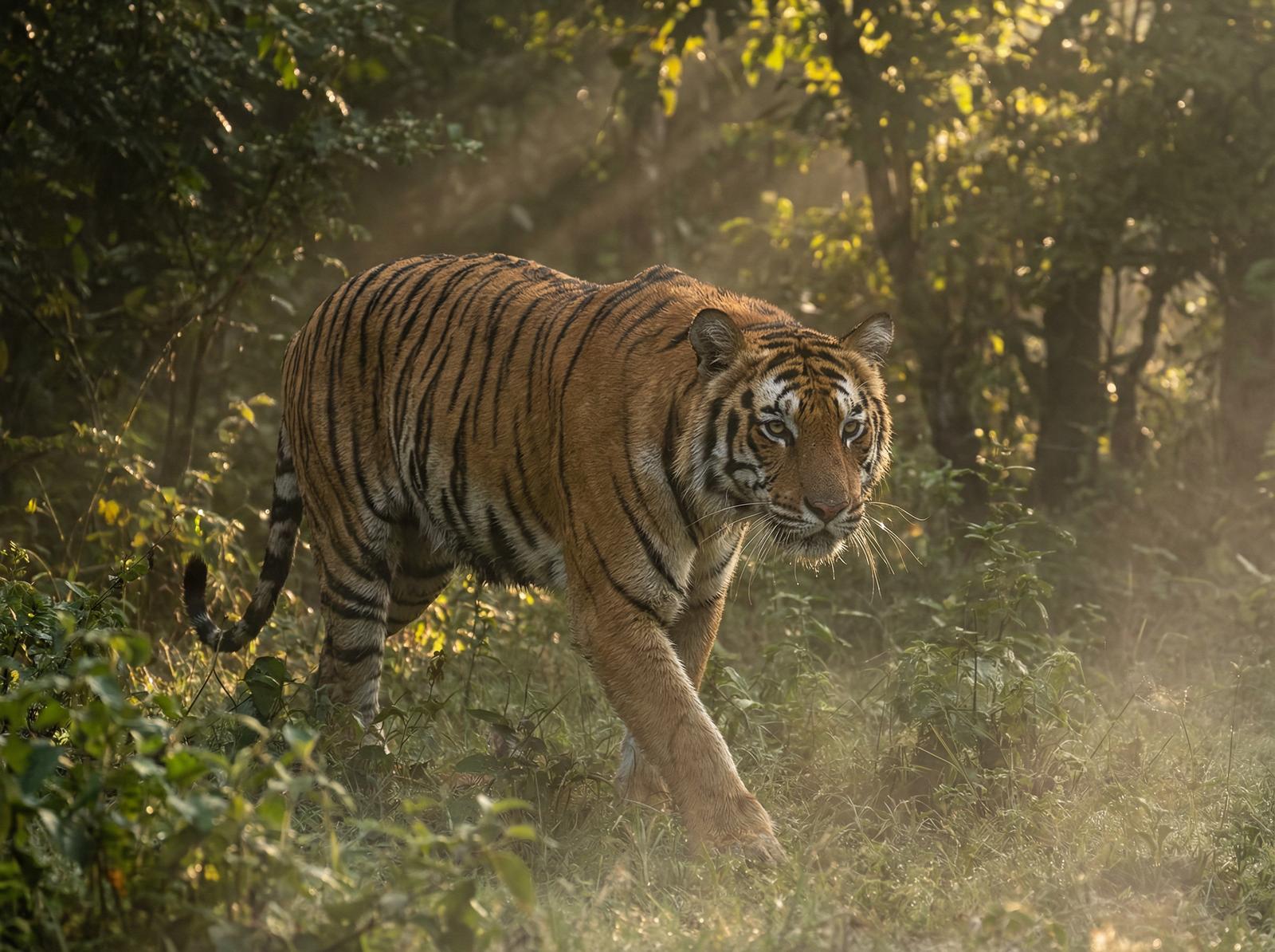暗网老虎丛林视频
